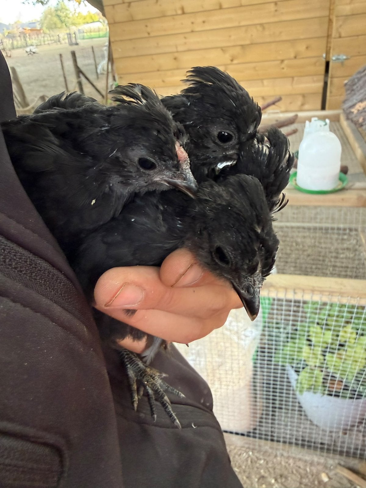 Baardkriel kuikens, Meerdere dieren, Kip