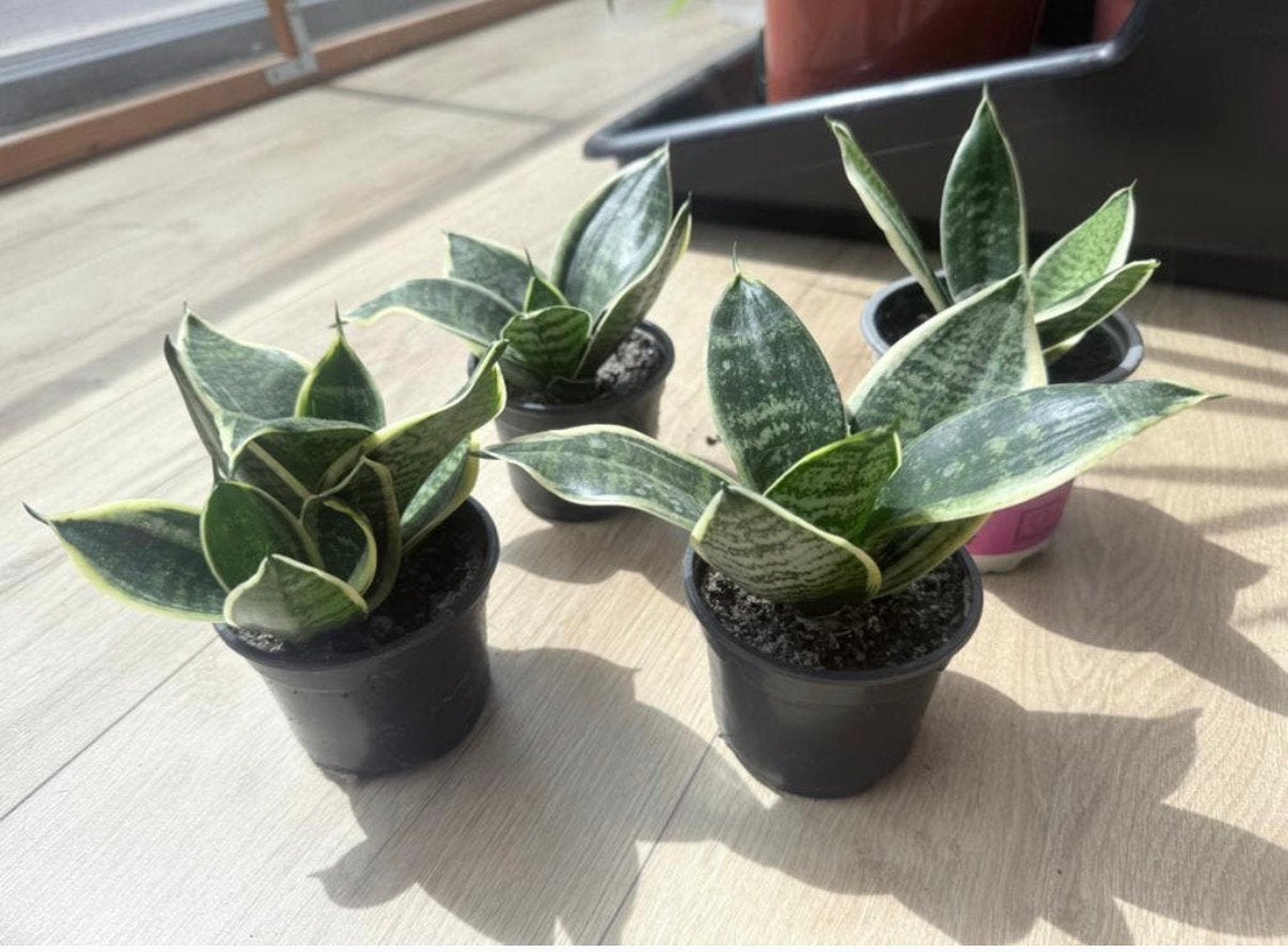 Sanseveria’s (Vrouwentongen), Tuin en Terras, Ophalen