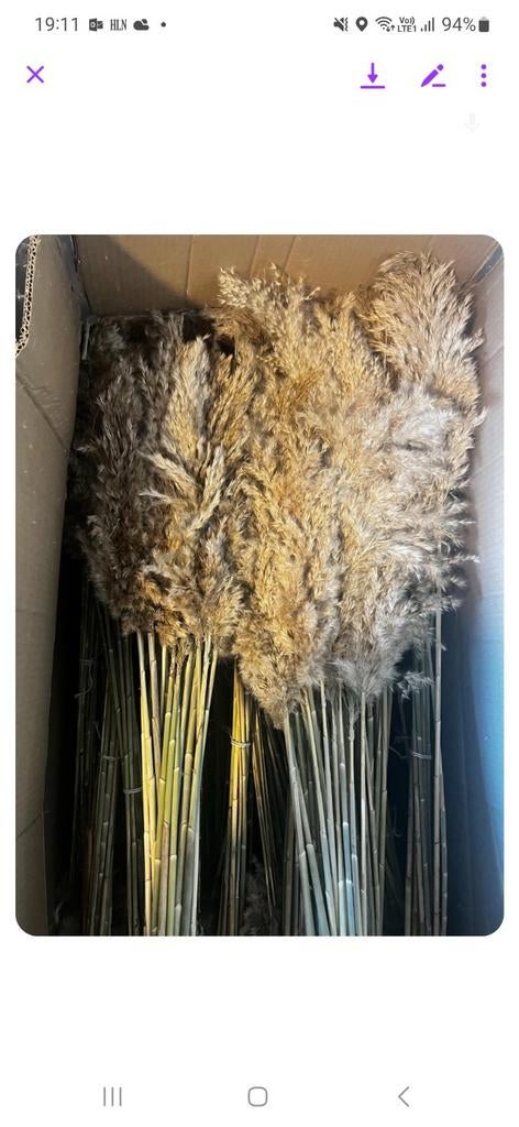 Pampas ongeveer 100 cm 100 stuks, Enlèvement, Neuf, Intérieur