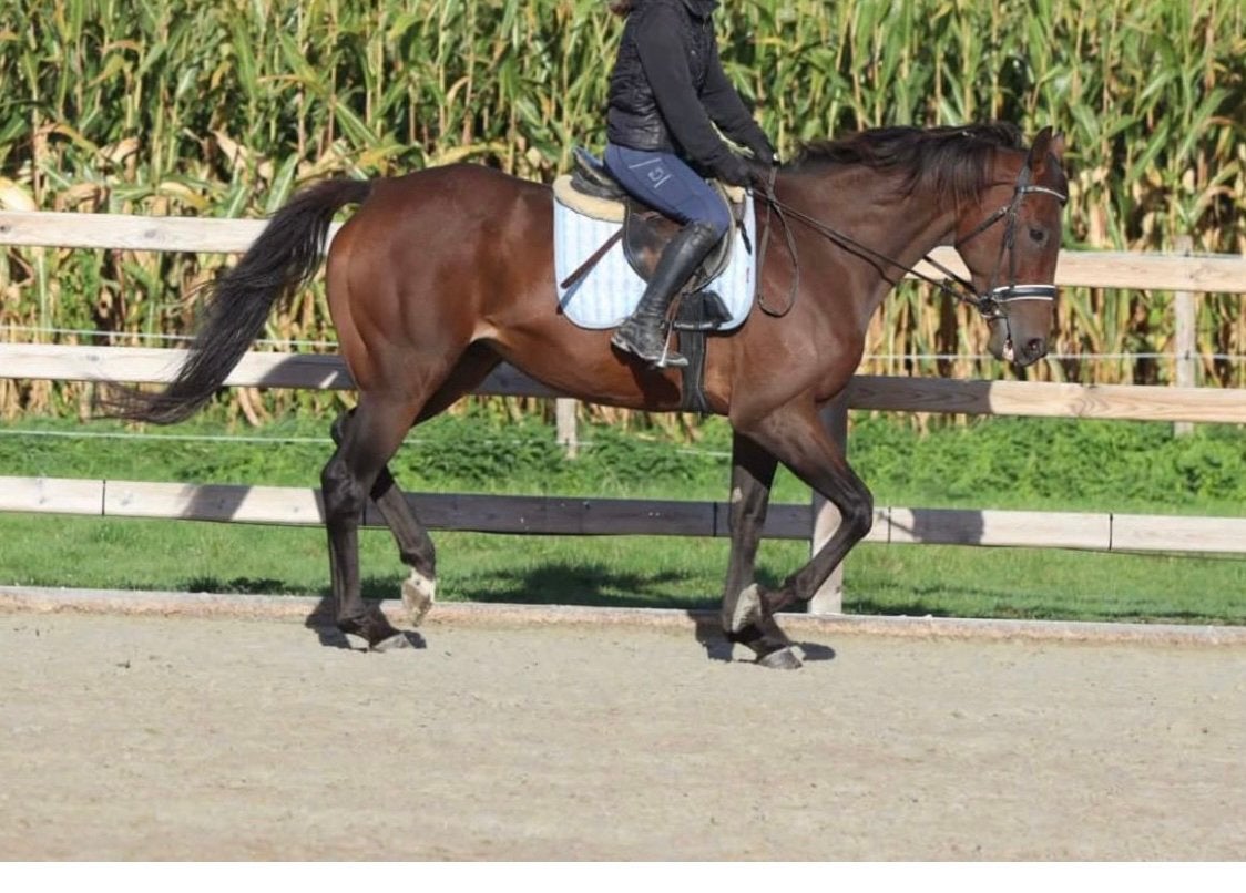 Lieve Ruin 7 j, Dieren en Toebehoren, Paarden, Ruin, 7 tot 10 jaar, Met stamboom, B