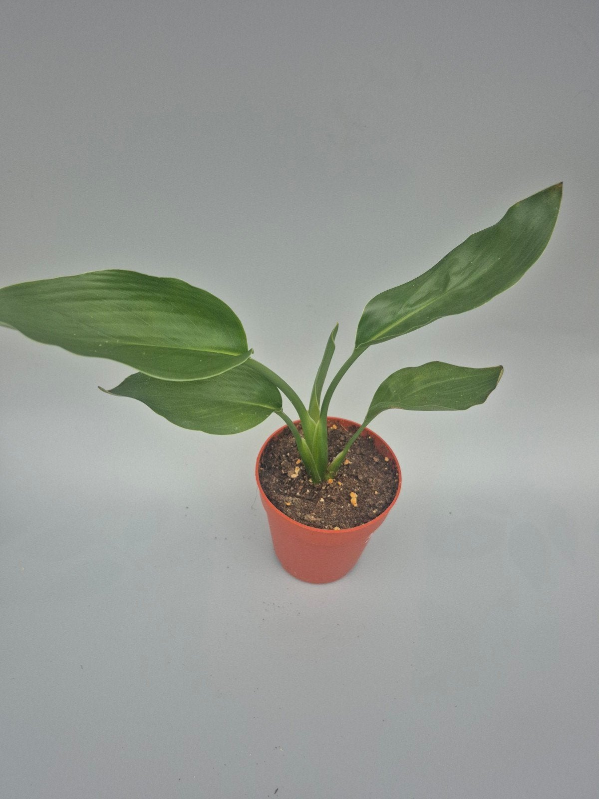 strelitzia regina, Enlèvement ou Envoi