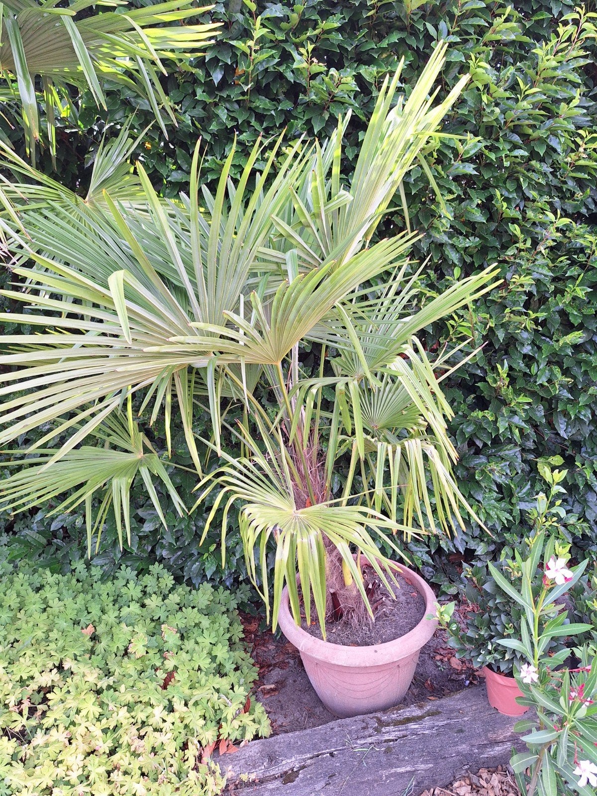 Winterharde palmboom Trachycarpus, Enlèvement, Ombre partielle, Palmier, 100 à 250 cm