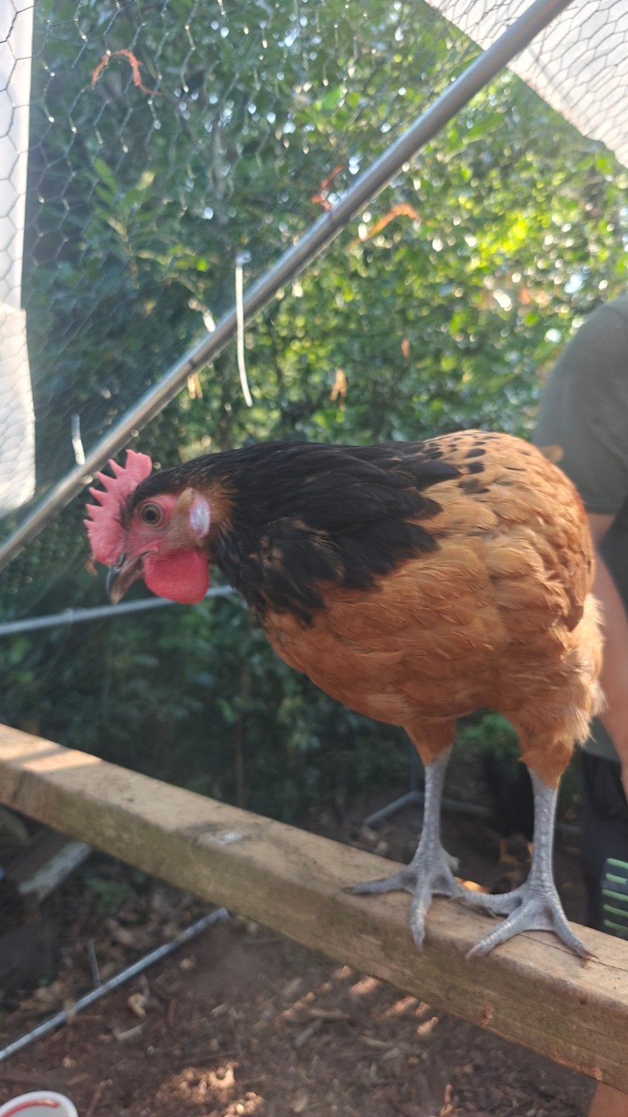 Haan (3 stuks) vorwerk, Dieren en Toebehoren