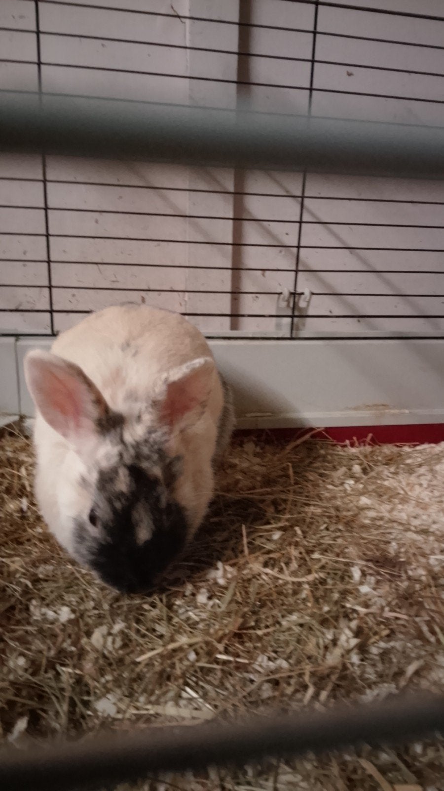 deze 2 vrouwtjes mogen direct weg, Animaux & Accessoires