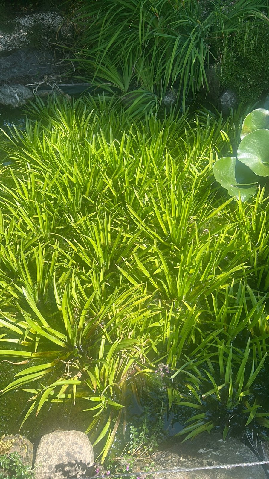Zuurstofplanten te koop voor de vijver, Ophalen of Verzenden, Overige typen