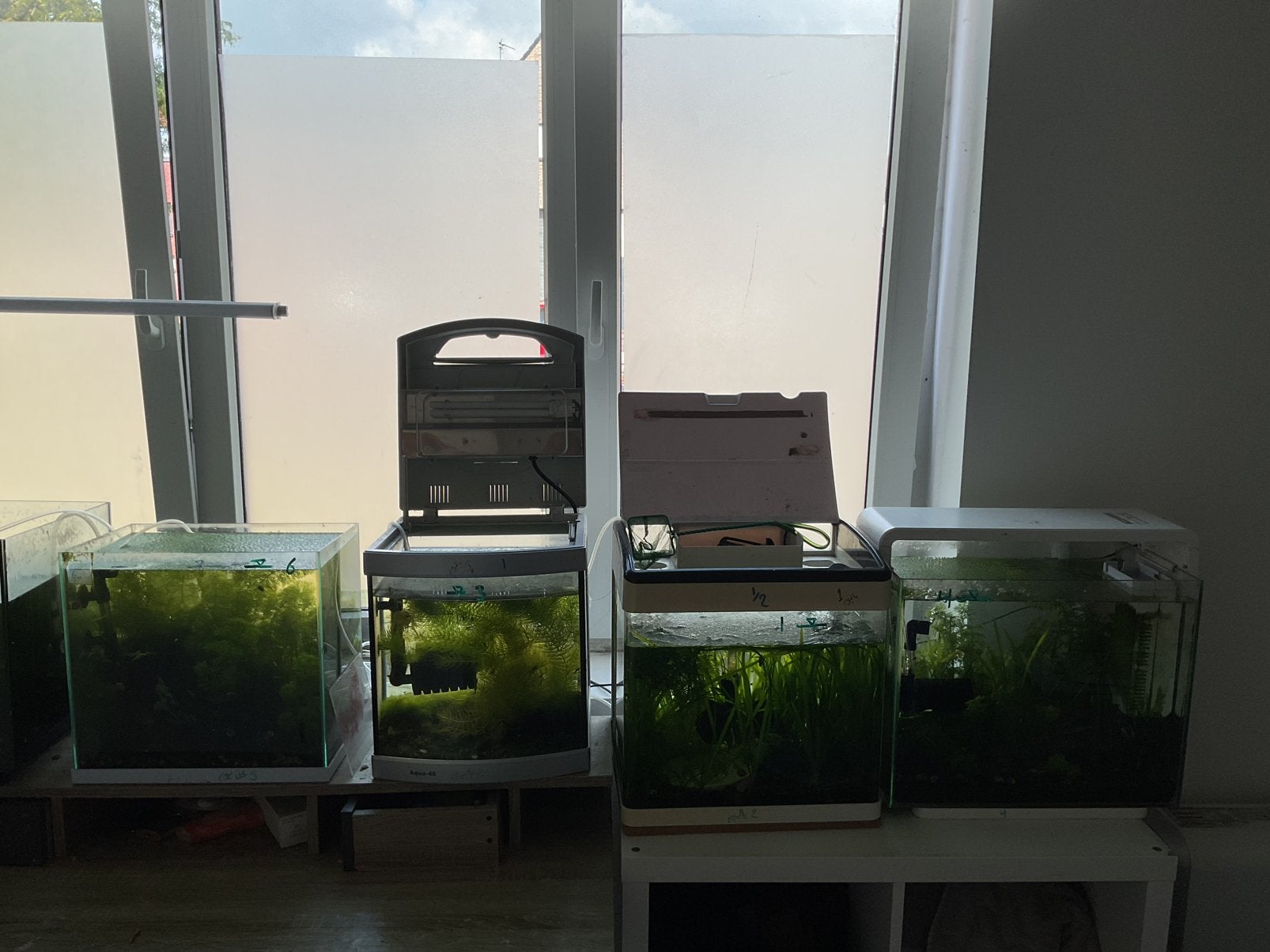 Stop met hobby van garnalen, Dieren en Toebehoren, Vissen | Aquariumvissen