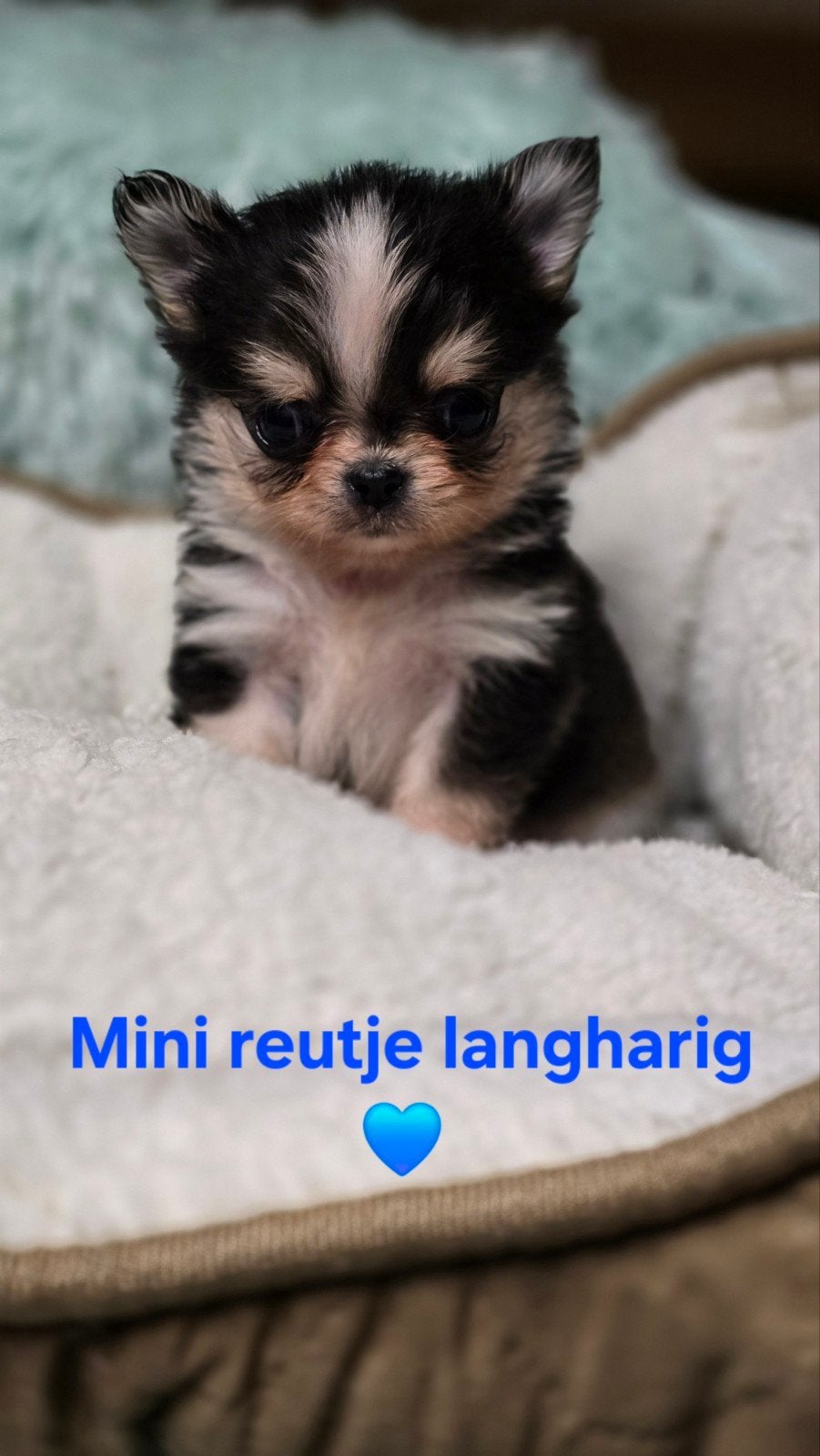 Prachtige Langharige chihuahua pups, België, Fokker | Hobbymatig, CDV (hondenziekte), 8 tot 15 weken