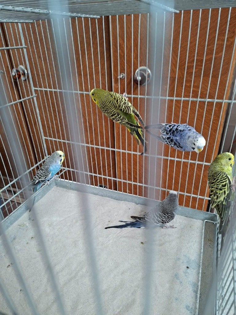 grasparkieten, Plusieurs animaux, Perruche