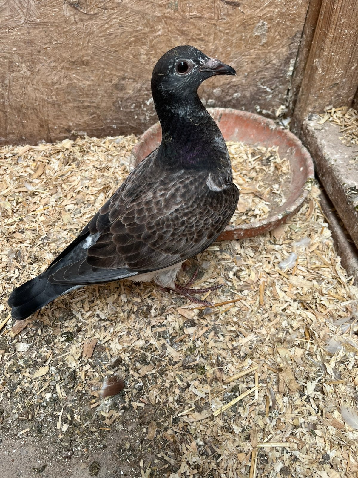 Jonge gekleurde vliegduiven, Dieren en Toebehoren, Vogels | Duiven