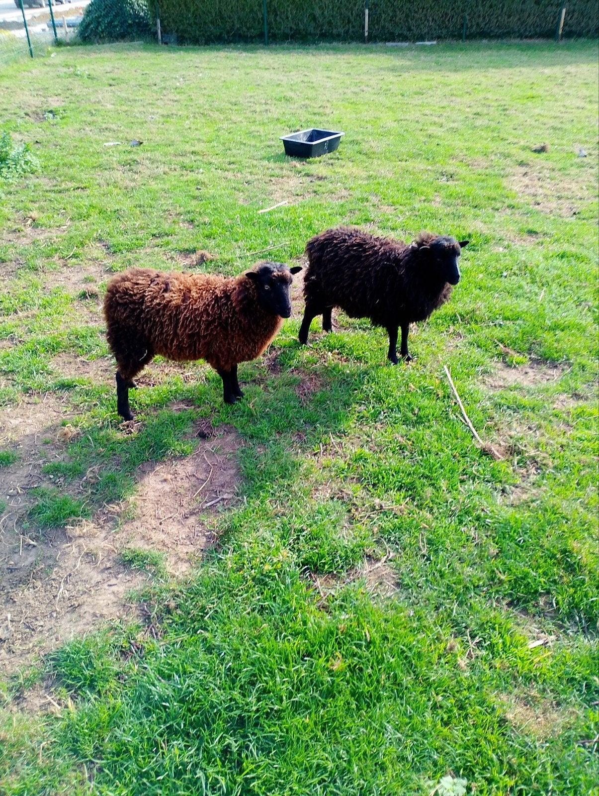 oussant schapen, Dieren en Toebehoren