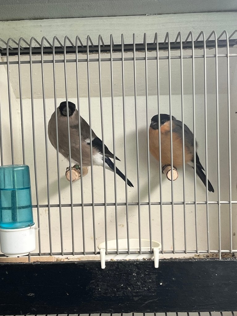 Noorse Goudvink, Plusieurs animaux, Oiseau chanteur sauvage, Bagué