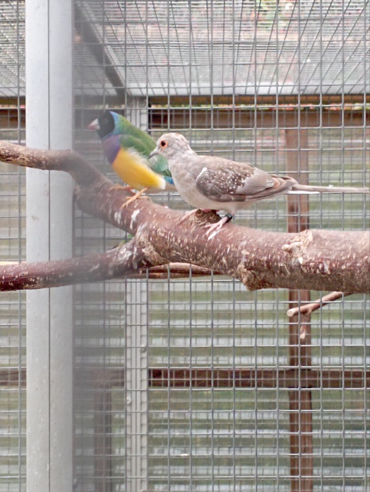 Diamantduifjes, Plusieurs animaux, Oiseau tropical, Bagué