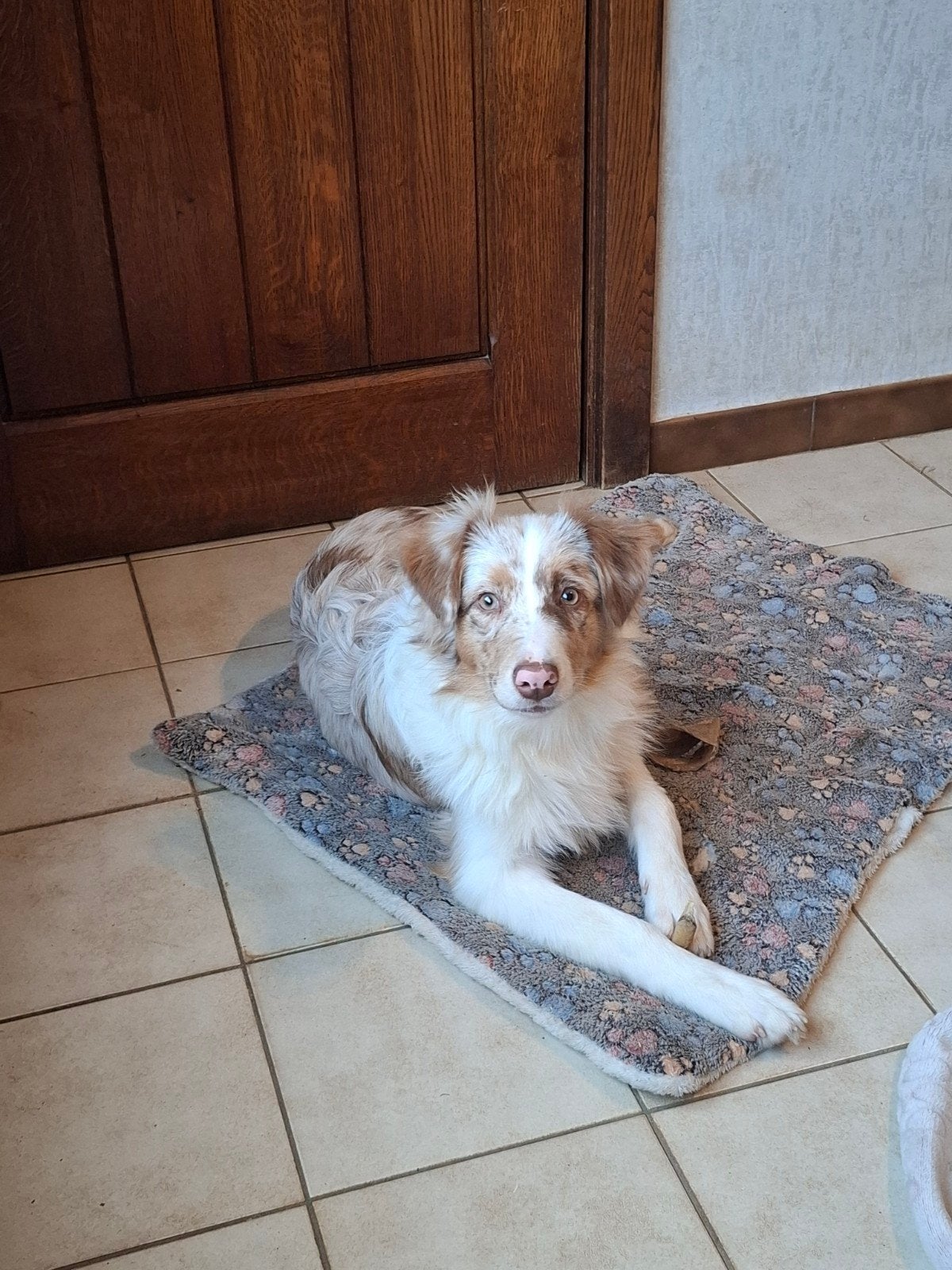 Bergers Australiens mâles 5 mois grandis à la ferme, 15 semaines à 1 an, Chien (mâle), Maladie de Carré (chiens), Éleveur | Professionnel