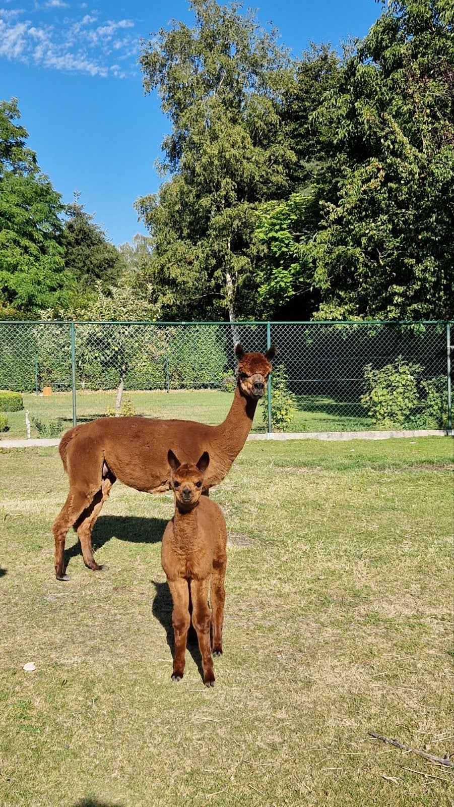 Drachtige merrie met veulen, Dieren en Toebehoren, Schapen, Geiten en Varkens, Meerdere dieren