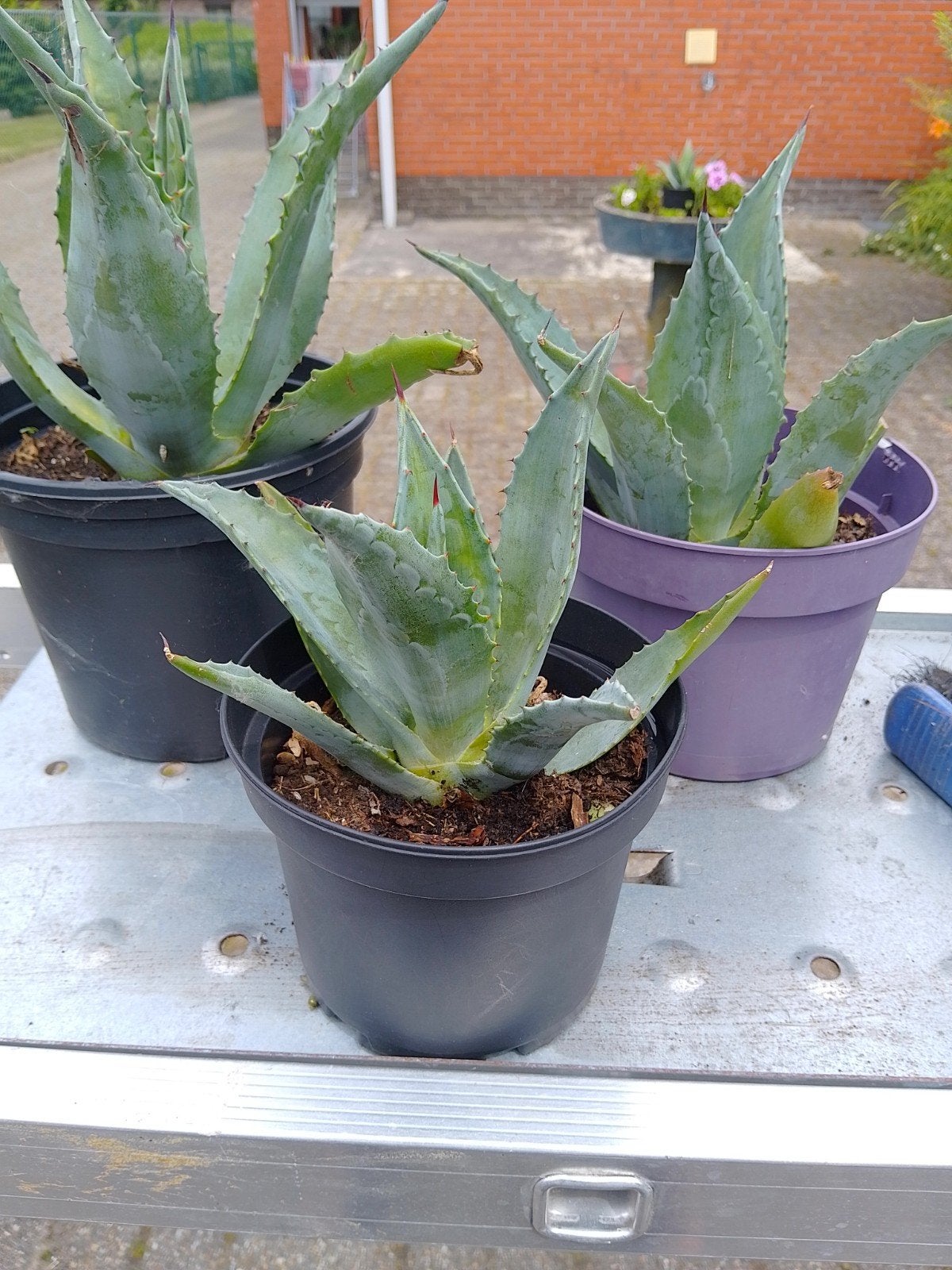 Agave Americana planten, Ophalen, Vaste plant