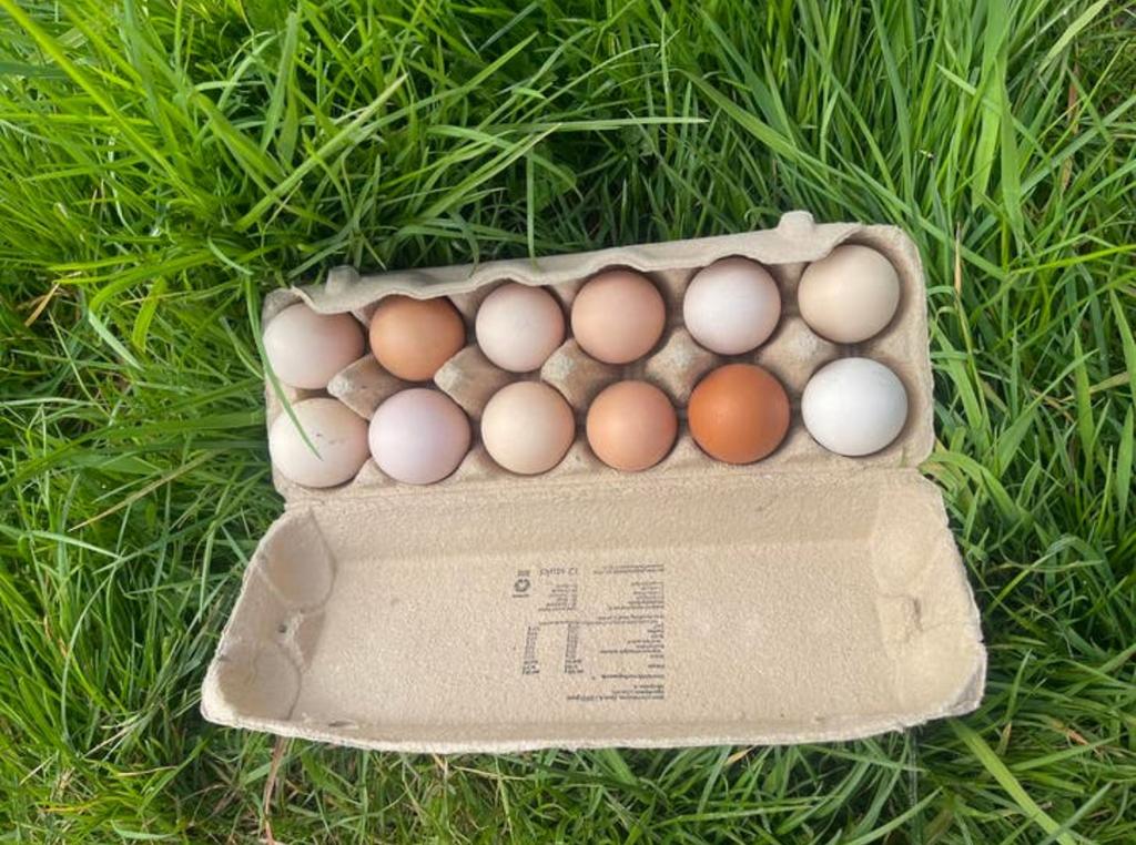 Verse eieren, Dieren en Toebehoren, Ophalen, Zo goed als nieuw