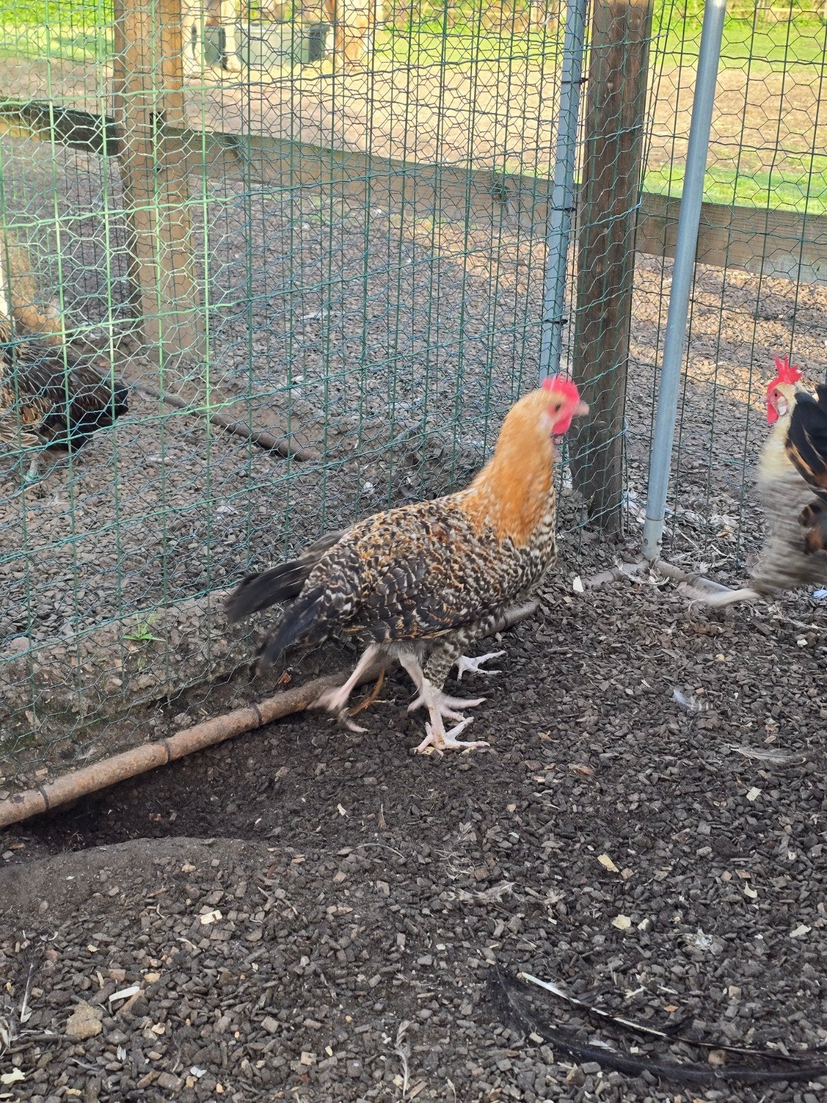 haantjes hoen van de zwalmvallei x goudbrakel, Dieren en Toebehoren
