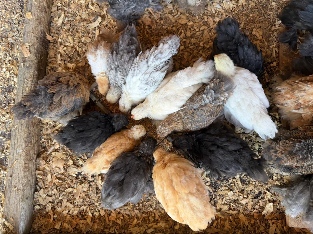 Cochinkriel kuikens hennetjes, Dieren en Toebehoren, Pluimvee, Vrouwelijk, Kip