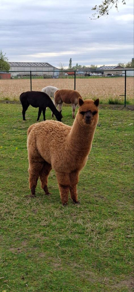 Alpaca cria hengst, Dieren en Toebehoren, Augustus, Mannelijk