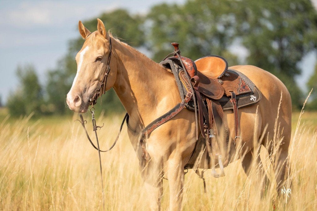 Quarter ruin, Moins de 160 cm, Cheval western, 3 à 6 ans, Hongre