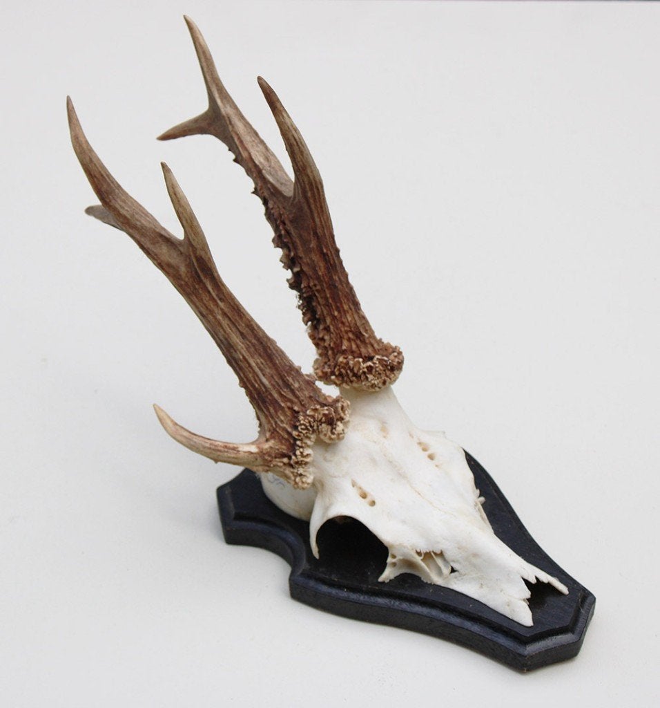 3-stangen zesender REE GEWEI - stanglengte 18 cm (abnorm), Verzamelen, Dierenverzamelingen, Ophalen of Verzenden, Zo goed als nieuw
