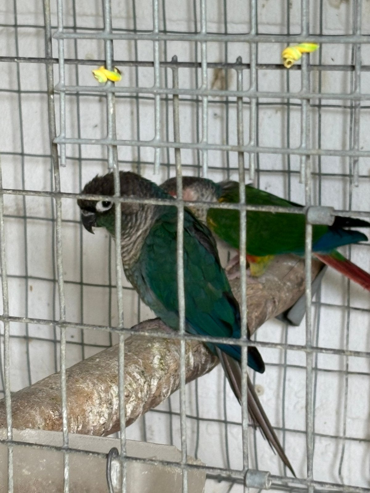 Pyrrhuras, Dieren en Toebehoren, Meerdere dieren, Parkiet, Geringd