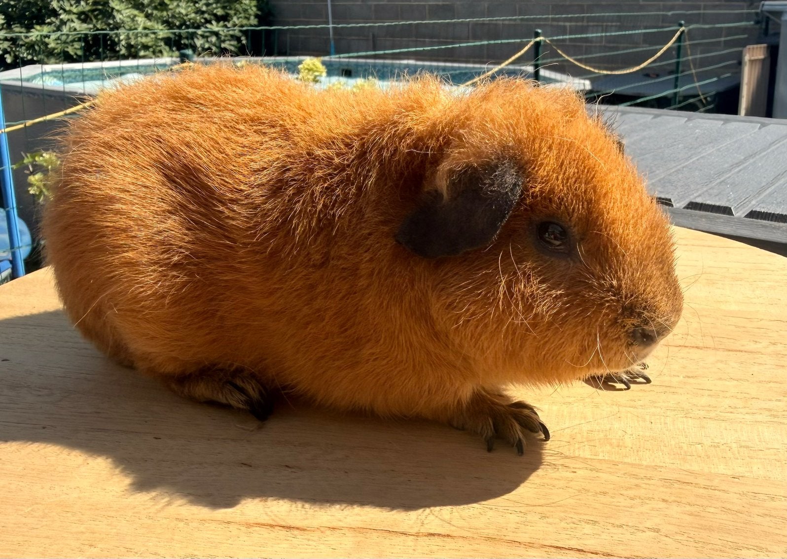 Cavia, Cobaye Mâle Us Teddy doré Cali noir, Mâle, Mars, Domestique, Cobaye