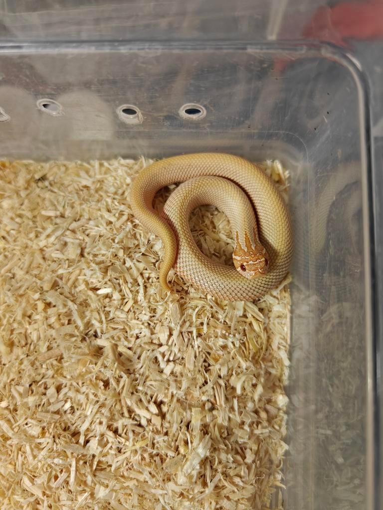 Haakneusslang albino superconda