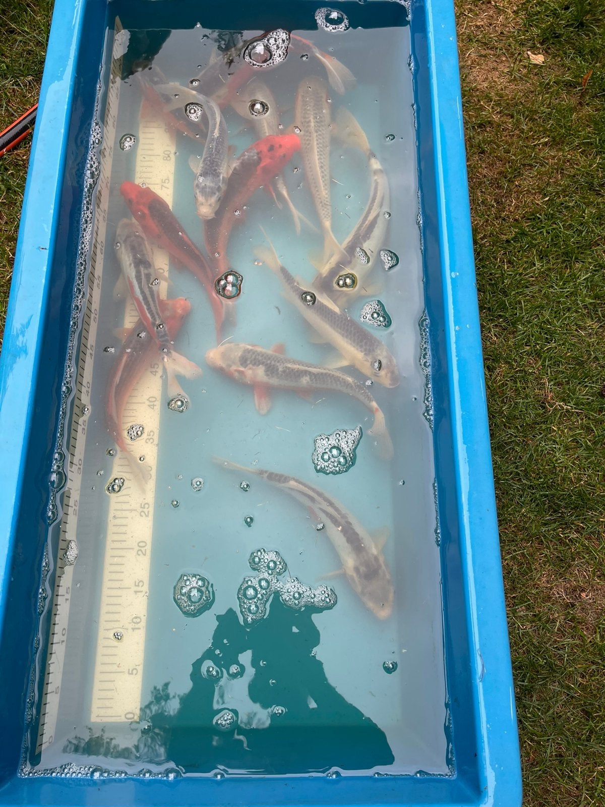 kois, asagi et shusui, Animaux & Accessoires, Poissons | Poissons d'étang, Carpe ou Koï