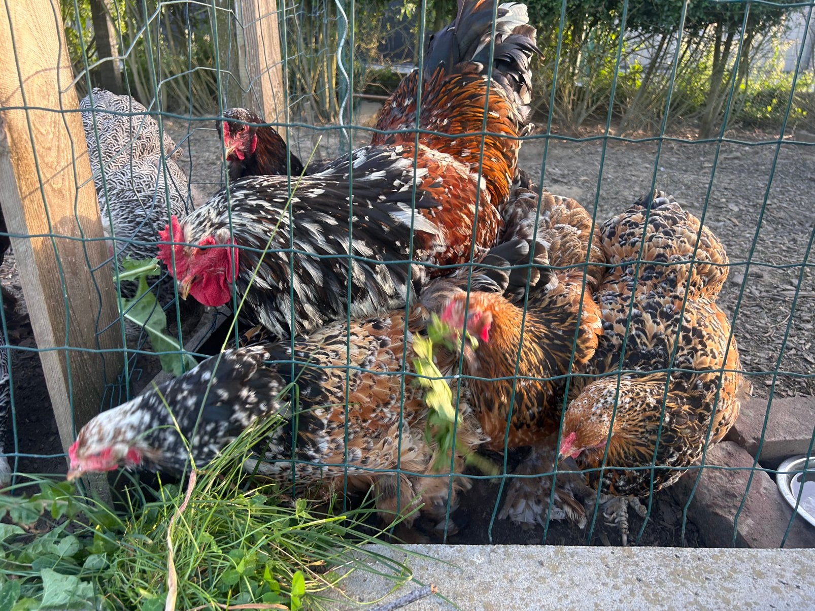Œufs à incuber en porcelaine Brahma, Animaux & Accessoires, Plusieurs animaux, Poule ou poulet