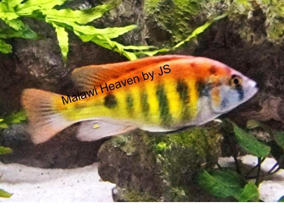 Haplochromis CH44 cichlide, Dieren en Toebehoren, Vis, Zoetwatervis, Schoolvis