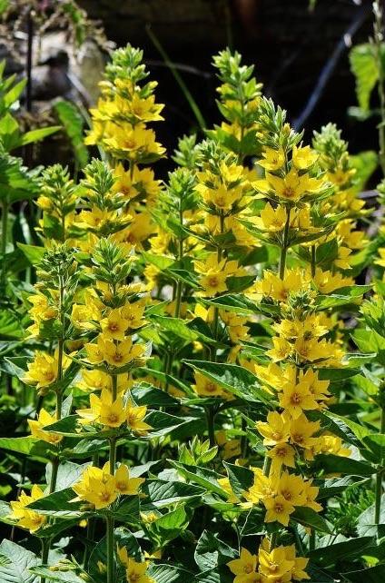 lysimachia plante de bordure vivace de jardin, fleurs jaunes, Enlèvement ou Envoi, Été, Plante fixe, Autres espèces