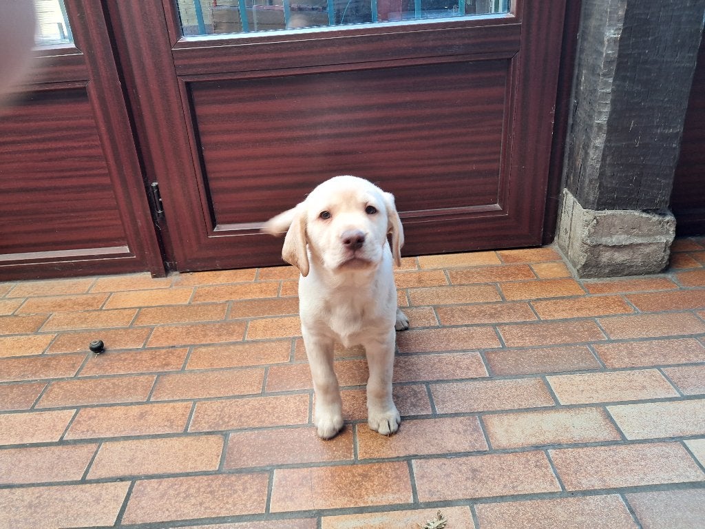labrador pup, Animaux & Accessoires, Chiens | Retrievers, Épagneuls & Chiens d'eau, Particulier, Chien (mâle), Belgique, 8 à 15 semaines