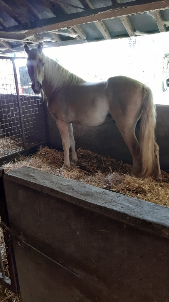Haflinger ruin, Dieren en Toebehoren, Paarden, Ruin