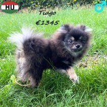 Dwergkees Tiago – Klein formaat, groot van karakter, Dieren en Toebehoren, Keeshond, 15 weken tot 1 jaar, Buitenland, CDV (hondenziekte)