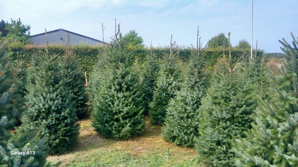Kerstbomen en groenblijvende haagplanten, Tuin en Terras, Ophalen, 100 tot 250 cm