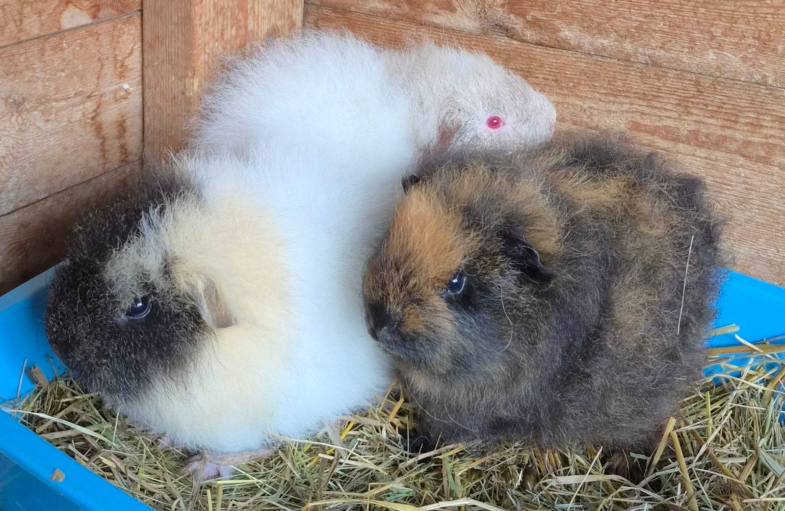 3 ch teddy cavia's te koop, Animaux & Accessoires, Mâle, Juin, Domestique, Cobaye