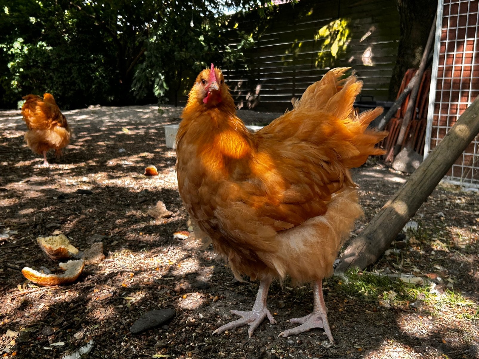 3 raszuivere mooie orpington haantjes van 14 weken oud., Dieren en Toebehoren, Pluimvee, Vrouwelijk, Kip