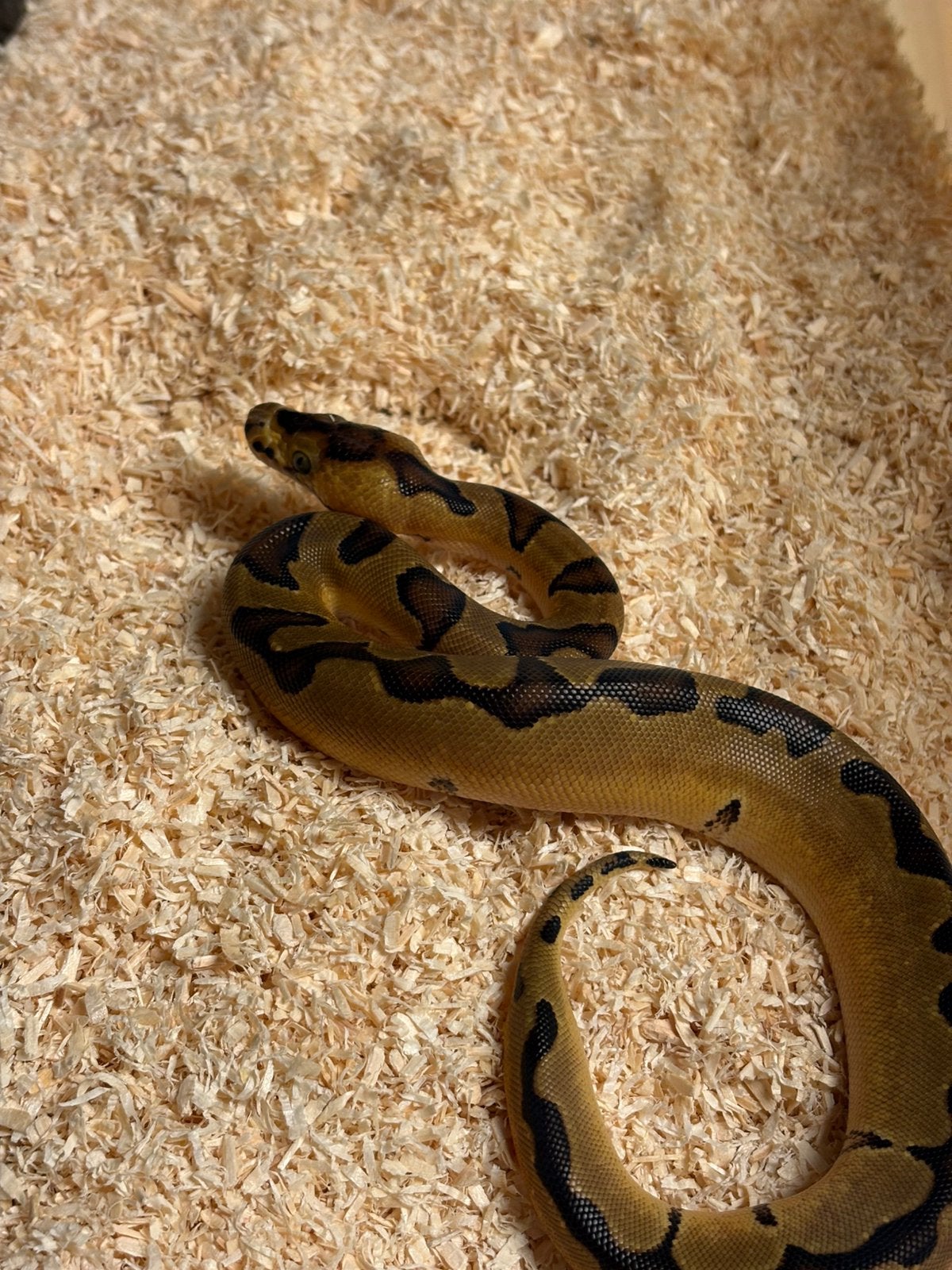 Koningspython - 0.1 SUPERENCHI CLOWN het ALBINO Ball Python - female for sale from Verheyen Reptiles