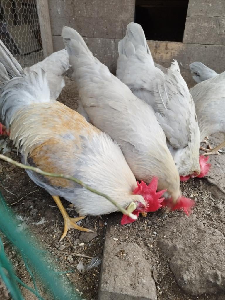 Leghorn Isabel broedeieren, Dieren en Toebehoren, Pluimvee