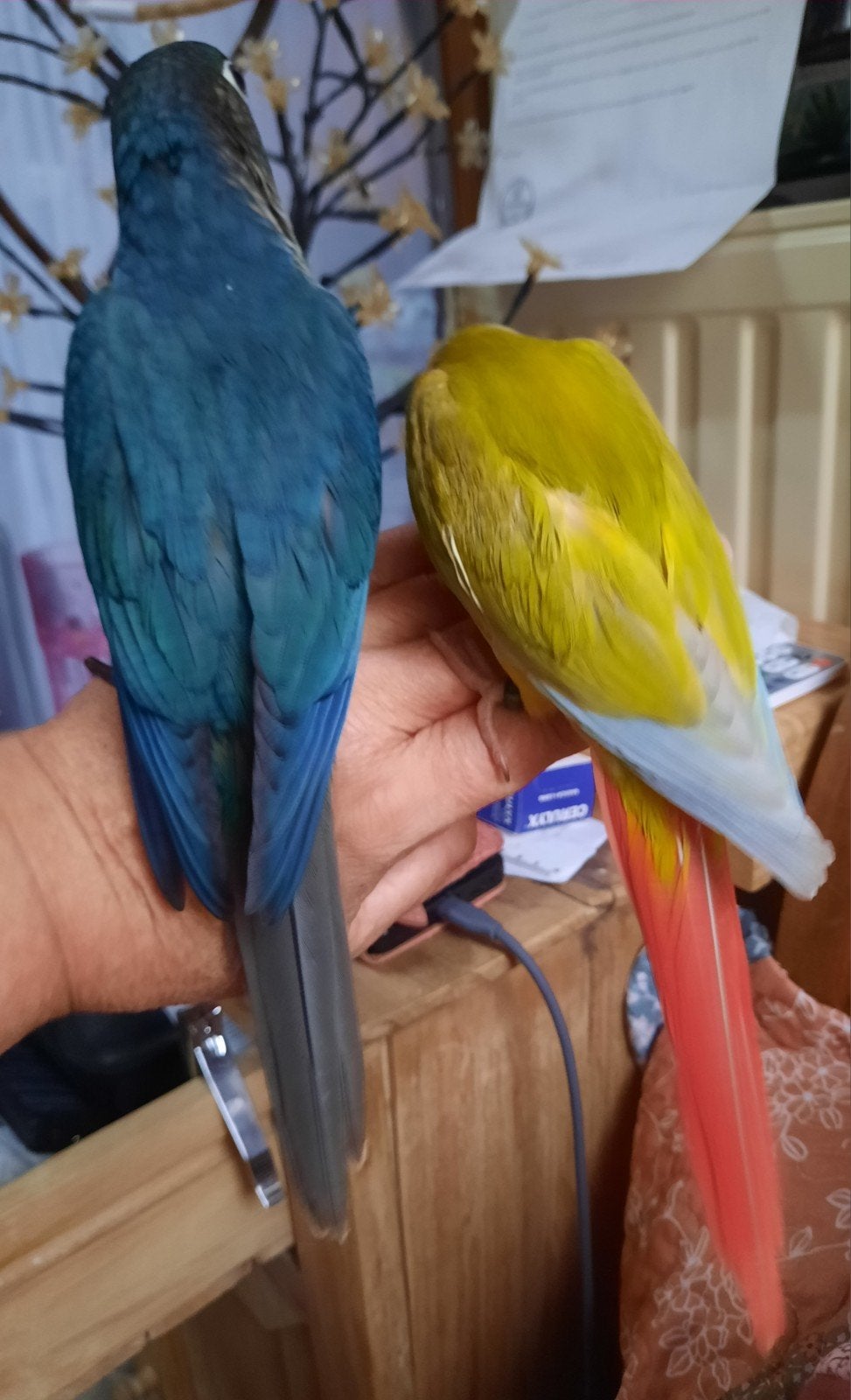 conures molinae( pyrrhura) EAM