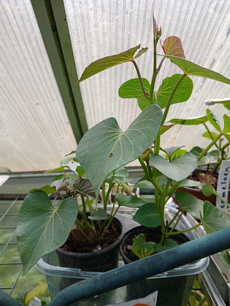 zoet aardappel stekjes, Ophalen, Nieuw, Overige typen