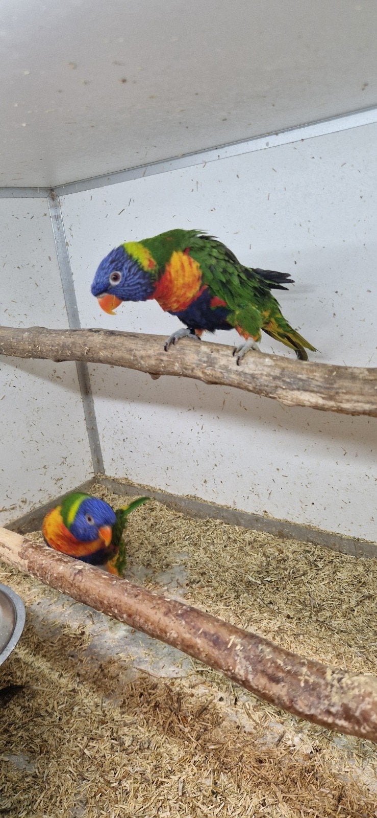 2 mooie mannen loris van de blauwe bergen, Animaux & Accessoires, Oiseaux | Perruches & Perroquets, Mâle, Perruche, Bagué
