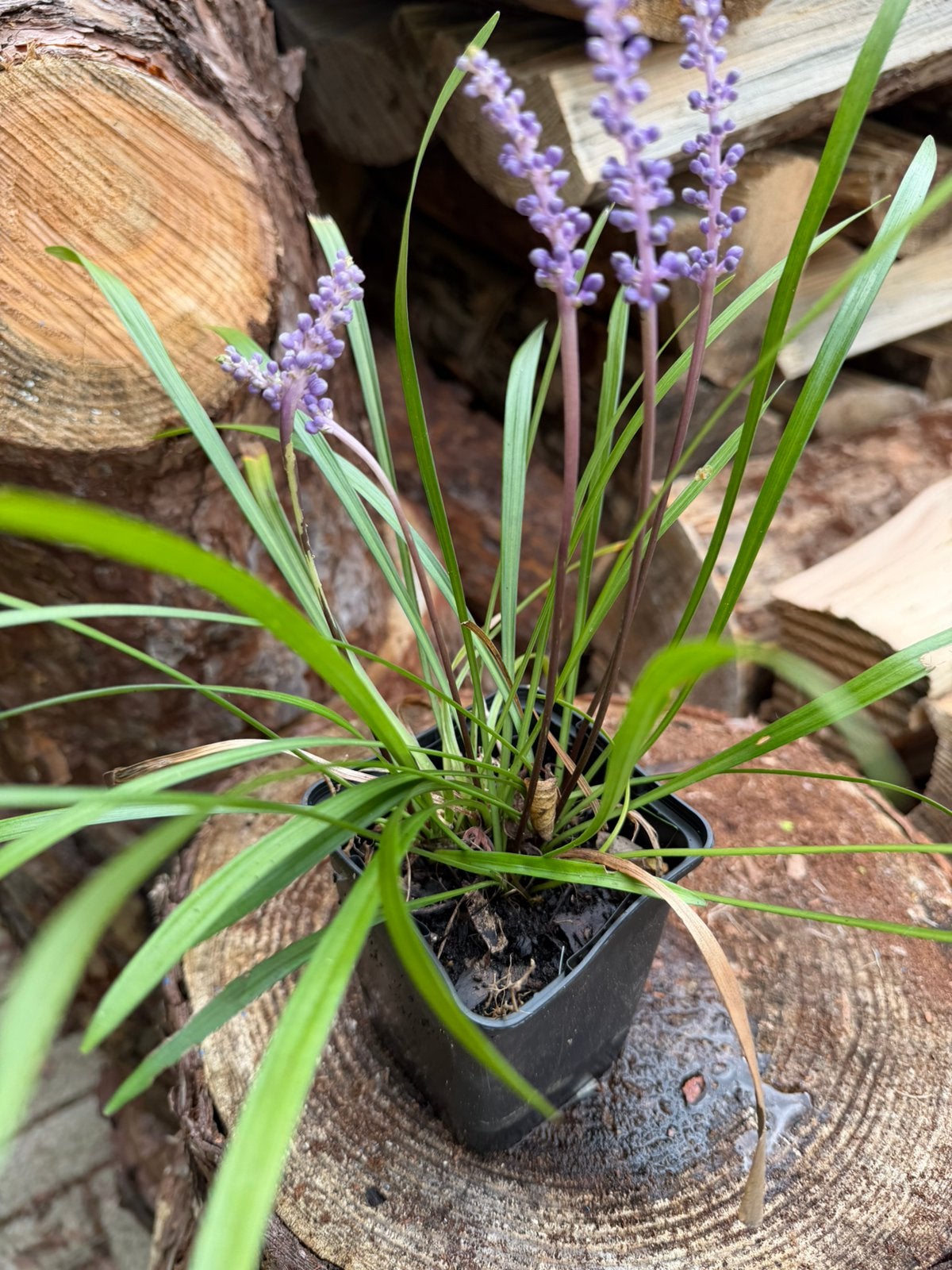 Leliegras/Liriope muscari, Ophalen