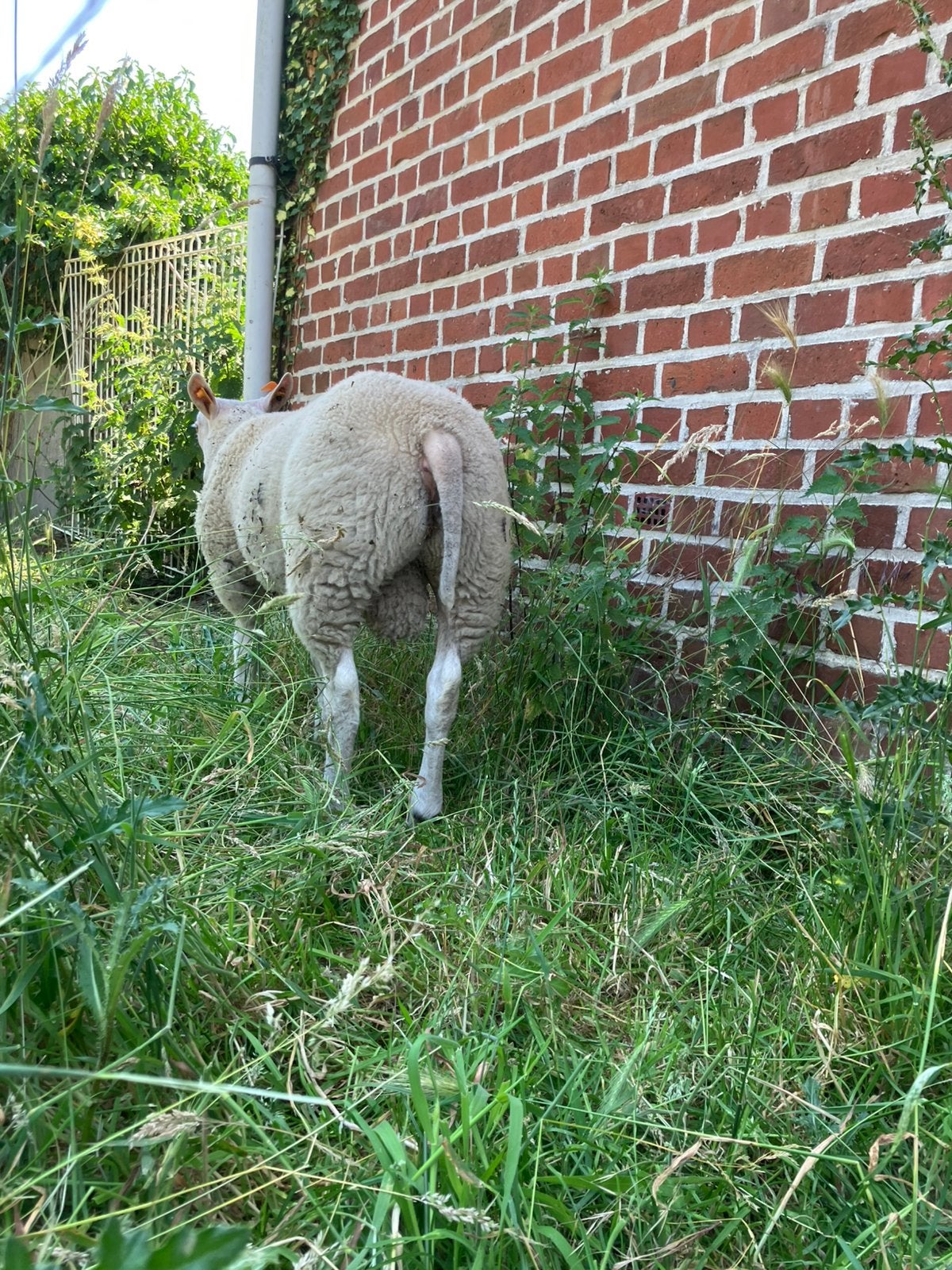 Swifterramlam, Dieren en Toebehoren, Mannelijk, Schaap, 0 tot 2 jaar