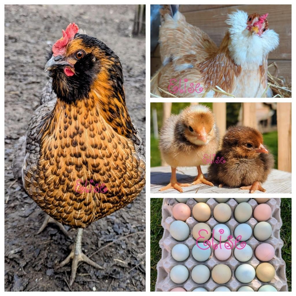 Broedeieren kleurleggers easter eggers olijfleggers kippen, Dieren en Toebehoren, Kip