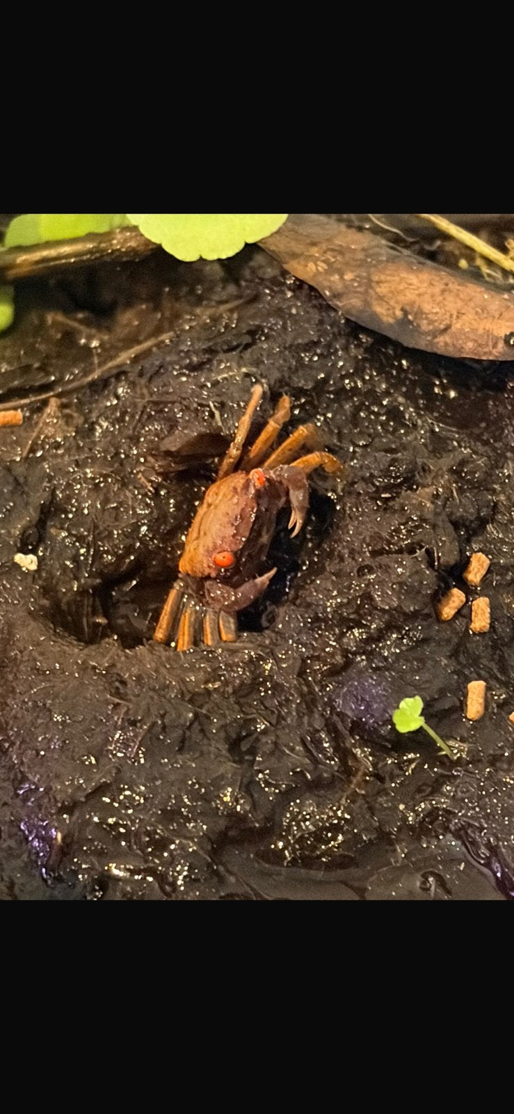 Vampierkrab vrouwtje