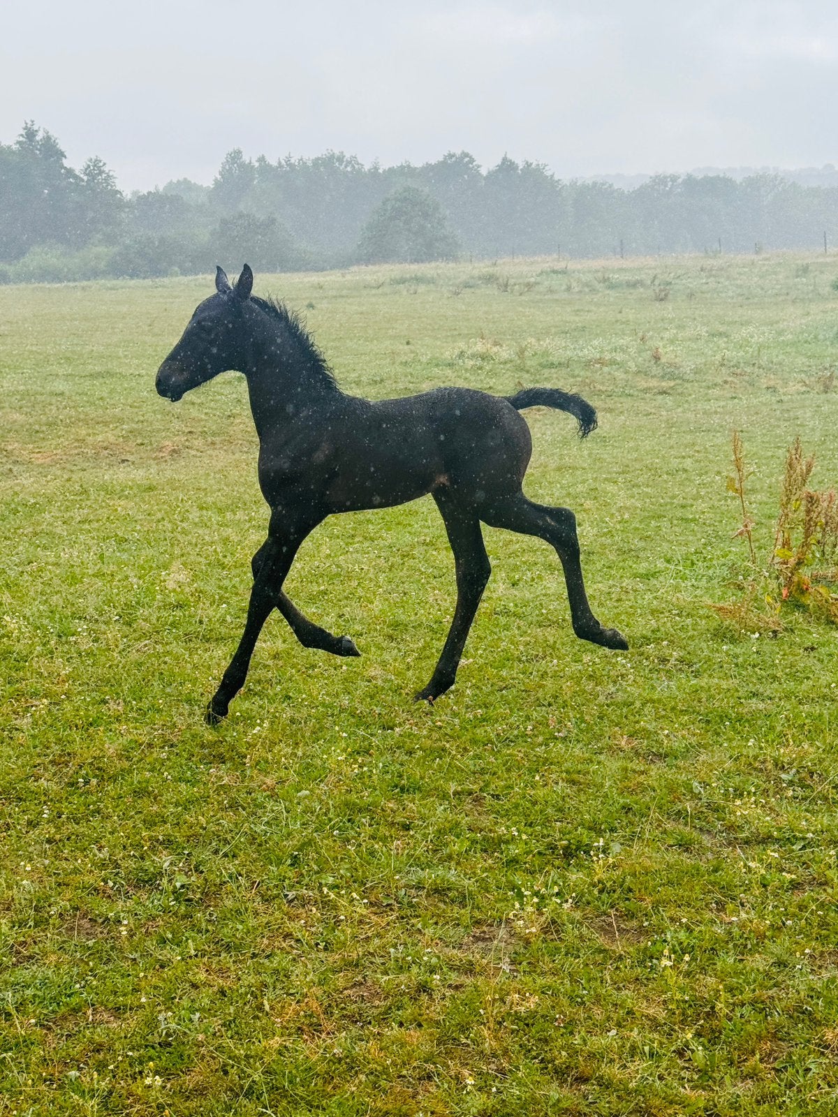Magnifique pouliche noire, Animaux & Accessoires, Chevaux