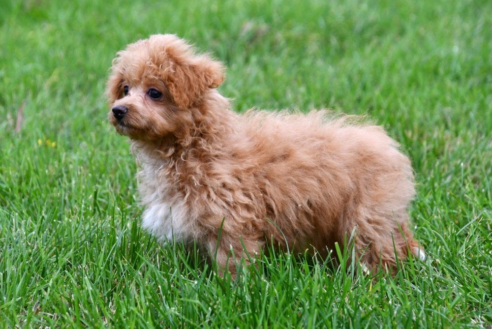 Maltipoo pups te koop, 15 weken tot 1 jaar, Overige rassen, Buitenland, CDV (hondenziekte)