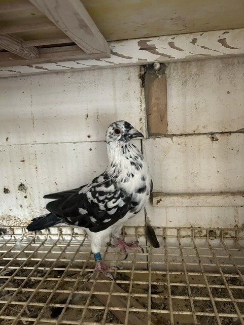 3 Duivers 2026, Dieren en Toebehoren, Vogels | Duiven
